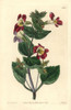 Variegated Monkey-Flower  Mimulus Luteus Var Variegatus Poster Print By ® Florilegius / Mary Evans - Item # VARMEL10935319