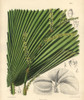 Licuala Veitchii  Palm With Yellow Flowers Native To Borneo Poster Print By ® Florilegius / Mary Evans - Item # VARMEL10935128