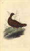 Red Grouse  Lagopus Lagopus Scotica Poster Print By ® Florilegius / Mary Evans - Item # VARMEL10936322