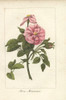 Moss Rose  Rosa Muscosa Poster Print By ® Florilegius / Mary Evans - Item # VARMEL10938512