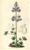 Sea-Shore Lupin  Lupinus Littoralis Poster Print By ® Florilegius / Mary Evans - Item # VARMEL10934930