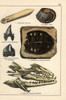 Fossils Of Extinct Celaphopod  Crustacean  Turtle And Shark Poster Print By ® Florilegius / Mary Evans - Item # VARMEL10941182