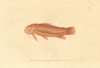 Cascarudo Fish  Callichthys Callichthys Poster Print By ® Florilegius / Mary Evans - Item # VARMEL10940544