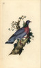 Stock Dove Or Pigeon  Columba Oenas Poster Print By ® Florilegius / Mary Evans - Item # VARMEL10936224