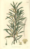 Acacia Mucronata  Mucronated Acacia Or Narrow-Leafà Poster Print By ® Florilegius / Mary Evans - Item # VARMEL10934902