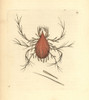 Long-Legged Cannibal Mite  Cheletomorpha Lepidopterorum Poster Print By ® Florilegius / Mary Evans - Item # VARMEL10940311