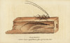 Wood Boring Beetle Poster Print By ® Florilegius / Mary Evans - Item # VARMEL10937959
