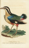 Indian Pitta Bird  Pitta Brachyuran Poster Print By ® Florilegius / Mary Evans - Item # VARMEL10937800