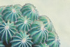 Green Crush Ii Poster Print by Elizabeth Urquhart