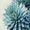 Green Crush Ix Poster Print by Elizabeth Urquhart