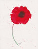 Red Poppy 1 Poster Print by Beverly Dyer - Item # VARPDXBDRC152A