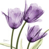 Purple Trio Tulips Poster Print by Albert Koetsier - Item # VARPDXAK5SQ132D