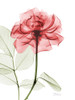 Rosey Red Trance Poster Print by Albert Koetsier - Item # VARPDXAK8RC061A