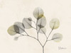 Sunkissed Eucalyptus 2 Poster Print by Albert Koetsier - Item # VARPDXAK8RC190D