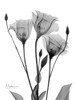 Night Gentian 1 Poster Print by Albert Koetsier # AK8RC072A