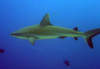 Gray Reef Shark History - Item # VAREVCHCDARNAEC150