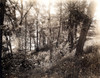 A Picture Of The Forest In 1925 History - Item # VAREVCSBDFORECS001