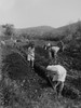 Jewish Immigrants Digging A Trench As They Establish A Communal Agricultural Settlement History - Item # VAREVCHISL016EC285