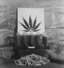 Display Of Marijuana By The U.S. Treasury Department. Ca. 1940-49. History - Item # VAREVCHISL038EC479
