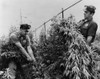 New York City Sanitation Department Workers Destroying Marijuana In A Lot On Cozine Avenue In Brooklyn New York. July 1958. History - Item # VAREVCHISL022EC057