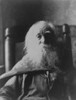 Walt Whitman American Poet History - Item # VAREVCHISL005EC083