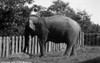 Elephant Eating At National Zoo Park History - Item # VAREVCHCDLCGAEC466