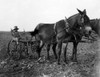 A Man Plows Cotton In Texas. Courtesy Of Csu ArchivesEverett Collection History - Item # VAREVCSBDAGRICS004