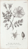 Conversations On Botany Iv Poster Print by Wild Apple Portfolio - Item # VARPDX37955