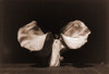 Loie Fuller History - Item # VAREVCHISL007EC411