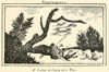 Illustration From Lewis And Clark'S Journal Of The Corps Of Discovery From 1803-6. 'A Canoe Striking On A Tree.' History - Item # VAREVCHISL030EC280