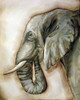 Elephant Portrait Poster Print by Tre Sorelle Studios - Item # VARPDXRB12109TS