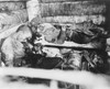 Two Japanese Imperial Marines Who Shot Themselves Rather Than Surrender To U.S. Marines. Nov. 20-23 History - Item # VAREVCHISL037EC792