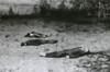 Soviet Partisans Shot Dead By German Soldiers During German Invasion Of Russia In Summer 1941. World War 2. World War 2. History - Item # VAREVCHISL037EC669