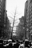 A Group Of Marchers Carry A Tree On 5Th Avenue History - Item # VAREVCSBDNEYOCS008