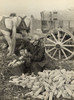 Farmer Collecting Husked Corn To Load Into A Horse Drawn Wagon In Washington County History - Item # VAREVCHISL009EC072