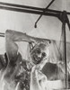 British Soldier In The Western Showers In A Mobile Bath Unit. The Mobile Unit Carried Its Own Water Supply As It Traveled To Soldiers Locations In The Libyan Desert During World War 2. Ca. 1940-42. History - Item # VAREVCHISL036EC631