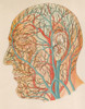Blood Vessels Of The Head From A German Anatomy Text Of Ca. 1900. History - Item # VAREVCHISL015EC279