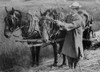 Calvin Coolidge Adjusting A Horse'S Harness On His Father'S Farm In Plymouth History - Item # VAREVCHISL040EC692