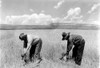 Zuni Tribe-Pictured Are Two Zuni Reapers Harvesting Their Spring Wheat With Ordinary Sickles. - Cpl ArchivesEverett Collection History - Item # VAREVCHBDZUTRCL002