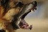 Riko A Us Army Working Dog Barks During A Training Demonstration In Mosul Iraq. Aug. 17 2009 History - Item # VAREVCHISL028EC292