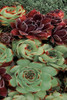 Succulent Collection Iii Poster Print by Dennis Frates - Item # VARPDX70152