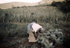 Puerto Rico. Tenant Farmer In Her Garden History - Item # VAREVCHCDLCGBEC987