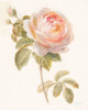 Garden Rose Poster Print by Danhui Nai - Item # VARPDX30354
