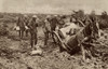 World War 1. British Horse Sunk To His Haunches In The Clinging Mud Of Flanders History - Item # VAREVCHISL044EC020