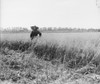 Portrait Of A Jewish Settler In A Field Of Ripe Grain On A Kibbutz. Palestine History - Item # VAREVCHISL017EC006