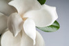 Magnolia Poster Print by PhotoINC Studio - Item # VARPDXIN99063
