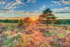 Heathland Sunset Poster Print by Assaf Frank - Item # VARPDX50159