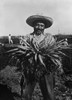 Mexican-American Carrot Puller In Edinburg History - Item # VAREVCHISL016EC197