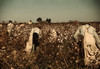 African American Day Laborers Picking Cotton Near Clarksdale History - Item # VAREVCHISL010EC002