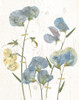 Blue Sweet Peas I Poster Print by Carol Robinson - Item # VARPDX19037